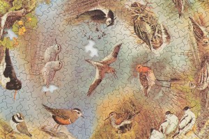 Emily Jones, British Waders, puzzle (detail)