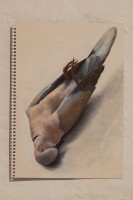 Louise Sartor, Tourterelle turque, 2022, acrylic on cardboard, 29.6×21 cm